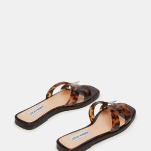 Hadyn Tortoise - Image 6
