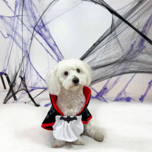 Dracula Costume for Pets - Image 3