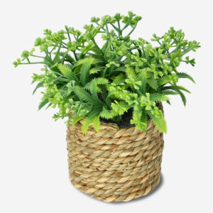 Decorative plant