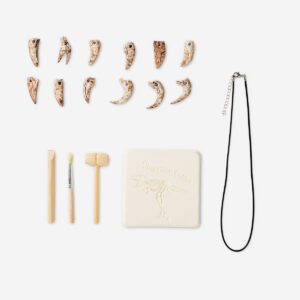 Excavation kit - Dinosaur teeth - Image 2