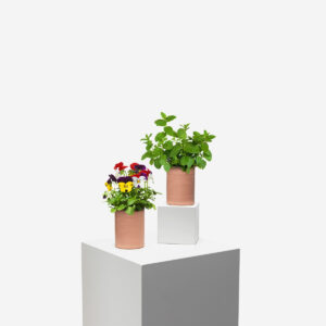 Mint. Herb can - Image 3