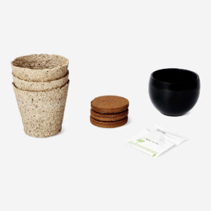 Bonsai tree grow kit - Image 3