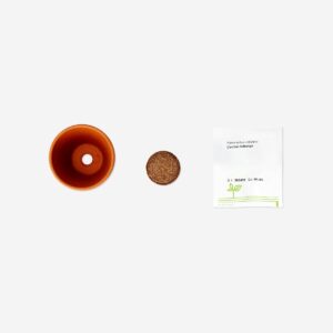 Cactus grow kit - Image 3