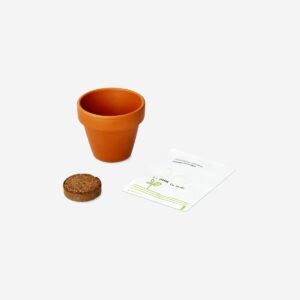Cactus grow kit - Image 2