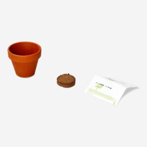 Daisy growing kit - Image 3