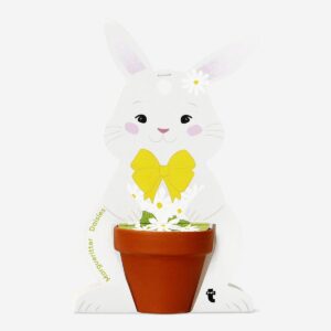Daisy growing kit - Image 1