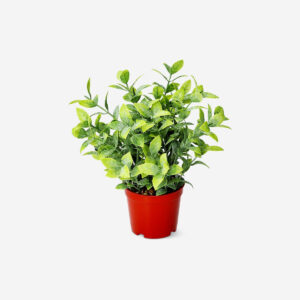 Decorative artificial plant - Image 2