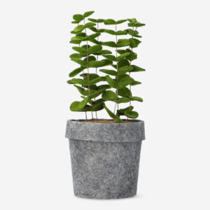 Decorative plant. 21 cm
