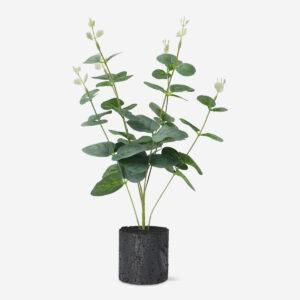 Decorative plant - Image 1