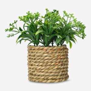 Decorative plant - Image 2