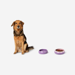Doughnut pet bowls set - Image 1