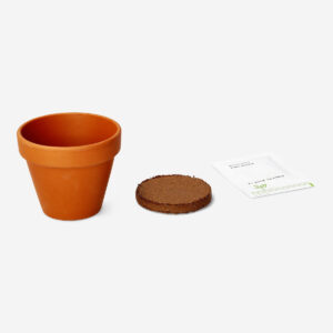 Grow kit - Mimosa plant - Image 3
