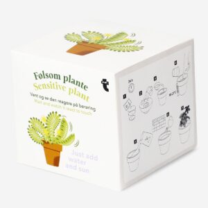 Grow kit - Mimosa plant - Image 2