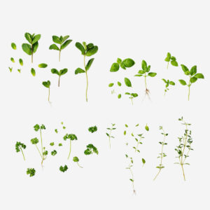 Herb garden grow set - 4 pcs - Image 3