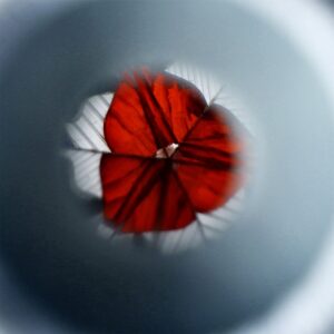 Kaleidoscope - Image 3