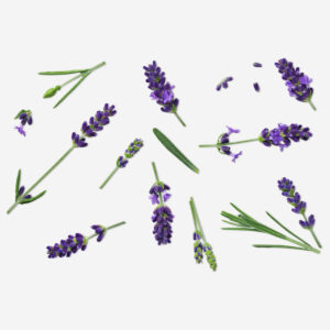 Lavender. Flower can - Image 3
