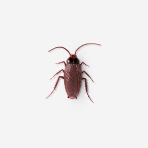 Moving Cockroach - Image 2