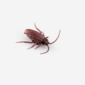 Moving Cockroach - Image 3