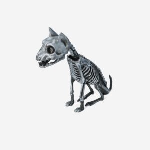 Skeleton cat - Image 3