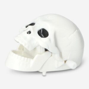 Skull game - Image 2