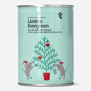 Evergreen. Grow your own mini Christmas tree - Image 1